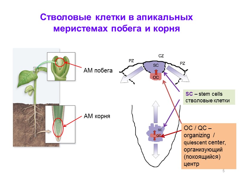 АМ корня SC – stem cells стволовые клетки Стволовые клетки в апикальных меристемах побега